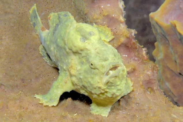 Longlure frogfish Longlure Frogfish photographed by Dive St Vincent