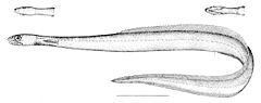 Longneck eel httpsuploadwikimediaorgwikipediacommonsthu
