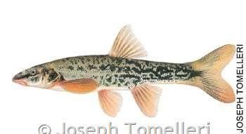 Longnose dace Longnose Dace Montana Field Guide