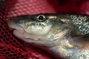 Longnose dace Longnose dace Wikipedia