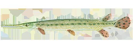 Longnose gar Fishing and Boating Resources How to start fishing today Take Me