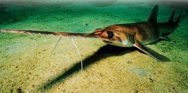 Longnose sawshark Longnose Sawshark Pristiophorus cirratus Our Wild World