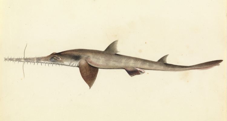 Longnose sawshark Longnose sawshark Wikipedia