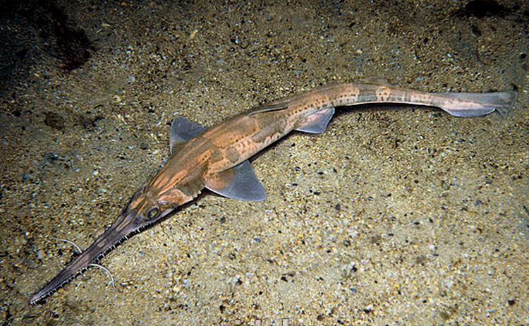 Longnose sawshark Pristiophorus cirratus