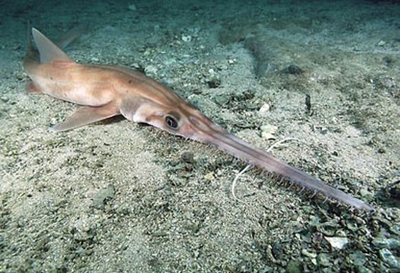 Longnose sawshark Longnose Sawshark Pristiophorus cirratus Our Wild World