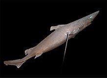 Longnose velvet dogfish httpsuploadwikimediaorgwikipediacommonsthu