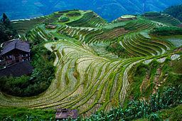 Longsheng Rice Terrace httpsuploadwikimediaorgwikipediacommonsthu