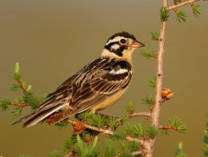 Longspur Lapland Longspur Identification All About Birds Cornell Lab of