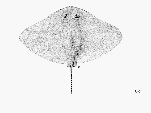 Longtail butterfly ray sharkreferencescomimagesspecies8260Gypoeu0gif