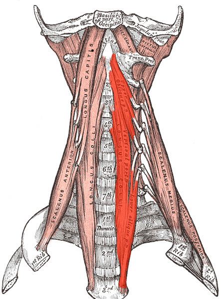 Longus colli muscle
