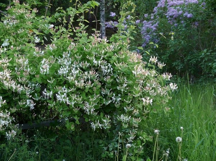 Lonicera caprifolium Honeysuckle Lonicera caprifolium Trees and shrubs NatureGate