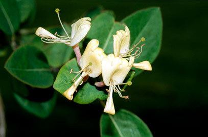 Lonicera caprifolium Lonicera caprifolium perfoliate honeysuckleRHS Gardening