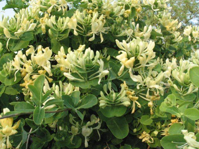 Lonicera caprifolium Garden Forum Lonicera caprifolium Anna Fletcher