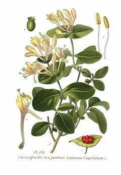 Lonicera caprifolium wwwpfaforgAdminPlantImagesLoniceraCaprifoliumjpg