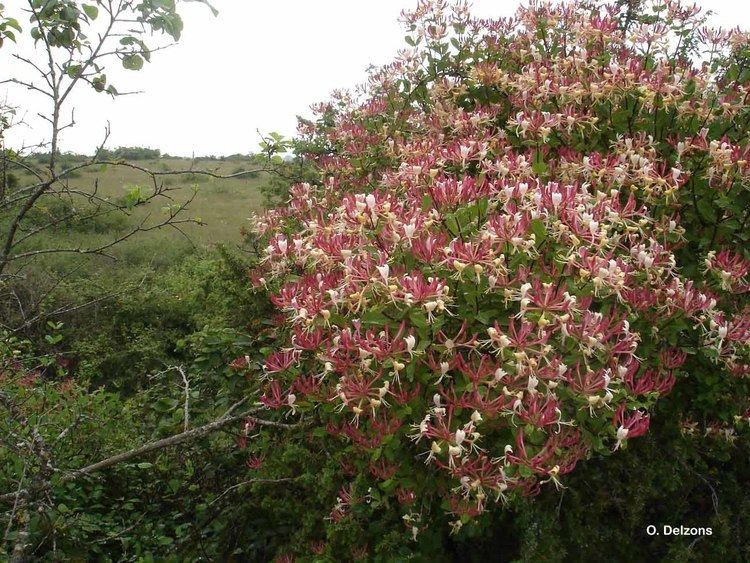 Lonicera etrusca Lonicera etrusca Santi 1795 Chvrefeuille de Toscane Overview