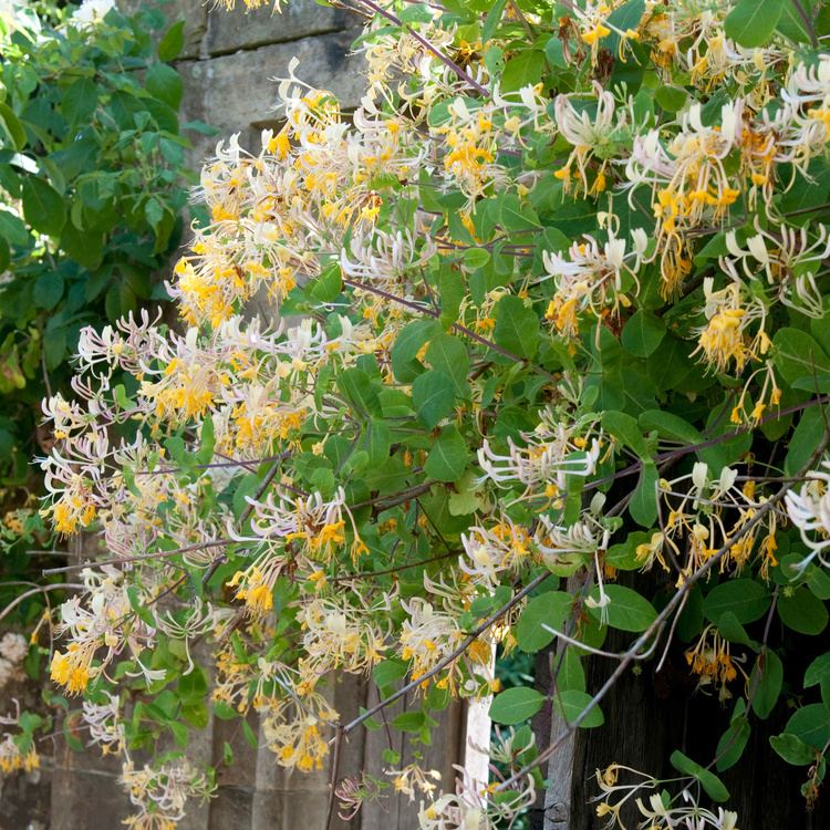 Lonicera etrusca Lonicera etrusca Superba Honeysuckle Dobbies Garden Centres