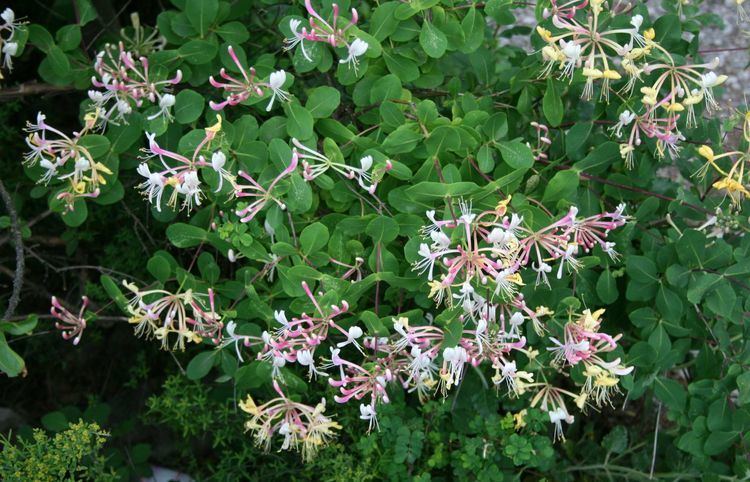 Lonicera etrusca FileLonicera etrusca 2jpg Wikimedia Commons