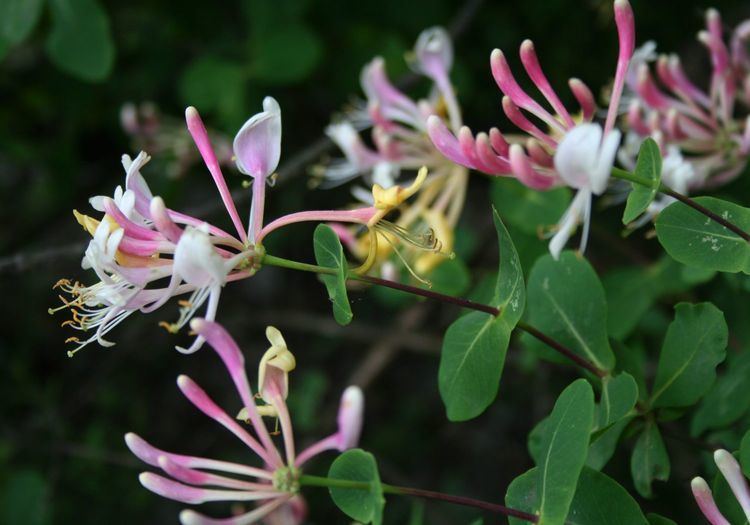 Lonicera etrusca FileLonicera etrusca 3jpg Wikimedia Commons