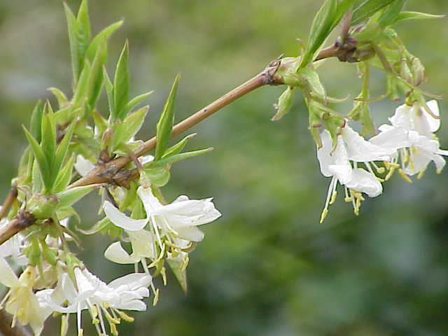 Lonicera fragrantissima httpsuploadwikimediaorgwikipediacommons88