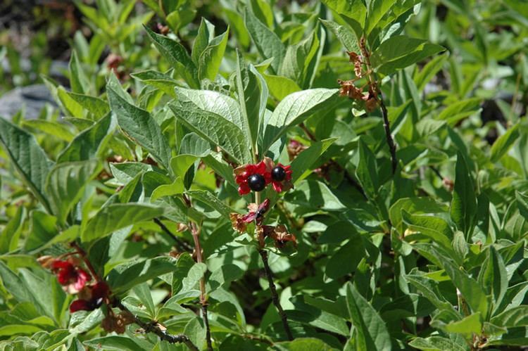 Lonicera involucrata Twinberry Honeysuckle