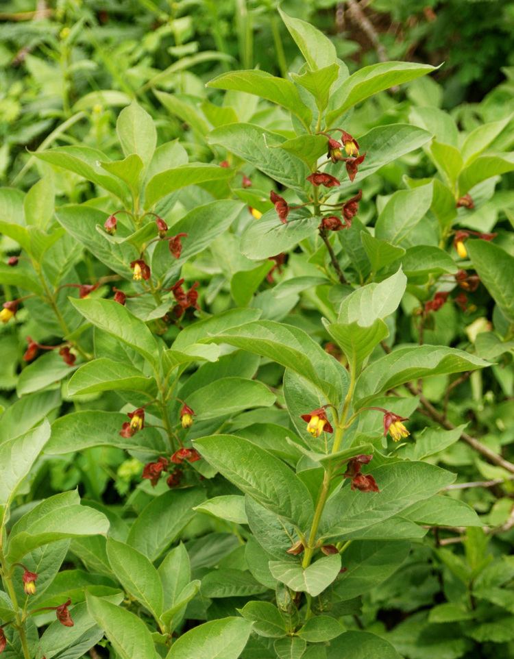 Lonicera involucrata twinberry honeysuckle Lonicera involucrata Blackfoot Native Plants