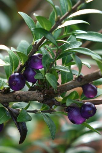 Lonicera pileata wwwgreatplantpicksorgimageslonicerapileatara