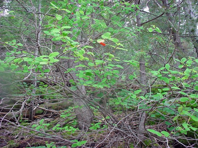 Lonicera utahensis Vascular Plants of the Gila Wilderness Lonicera utahensis