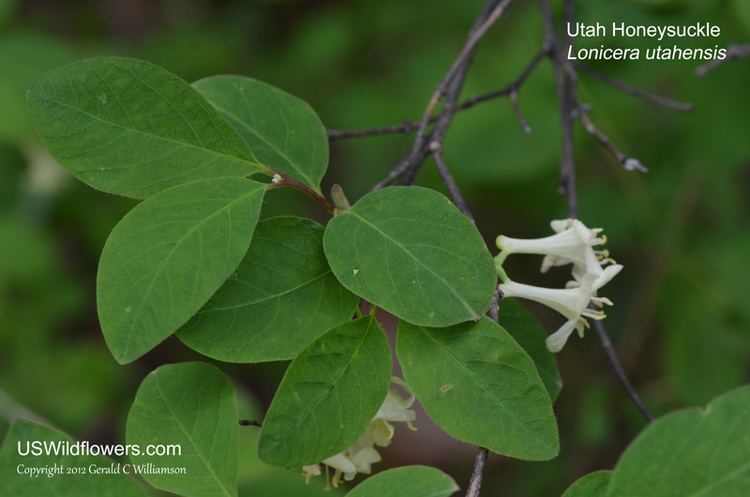 Lonicera utahensis US Wildflower Utah Honeysuckle Red Twinberry and Fly Honeysuckle