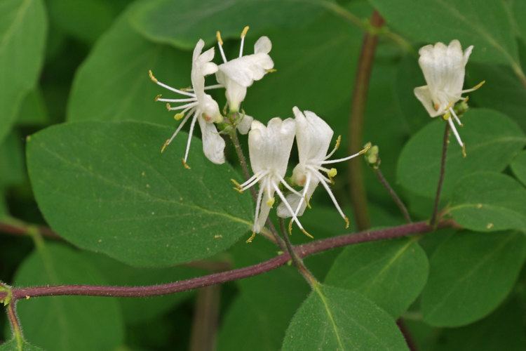 Lonicera xylosteum Lonicera xylosteum