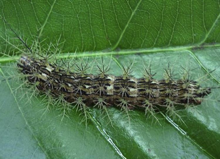 Lonomia obliqua Accident involving a 2yearold child and Lonomia obliqua venom