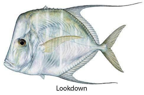 Lookdown Lookdown Fish