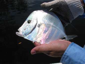 Lookdown lookdown fish with jpg picture and description