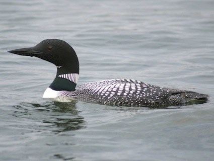Loon Common Loon Identification All About Birds Cornell Lab of