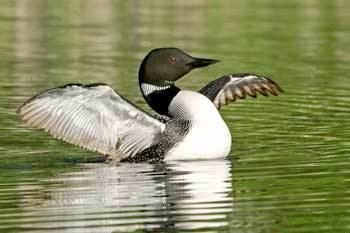 Loon About Loons Loon Preservation Committee