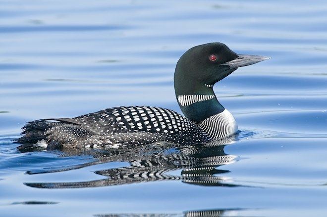 Loon About the Common Loon