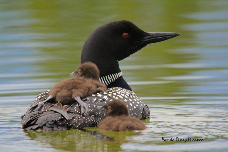 Loon Common Loons Common Loon Pictures Common Loon Facts National