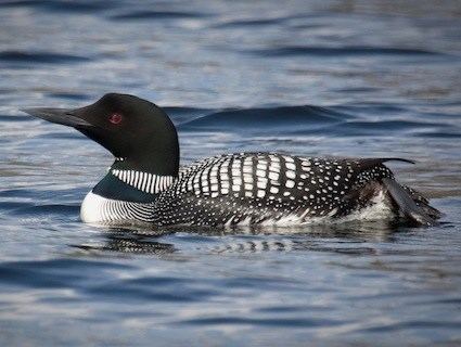 Loon httpswwwallaboutbirdsorgguidePHOTOLARGEco