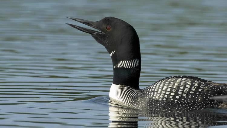 Loon Voices Common Loon YouTube