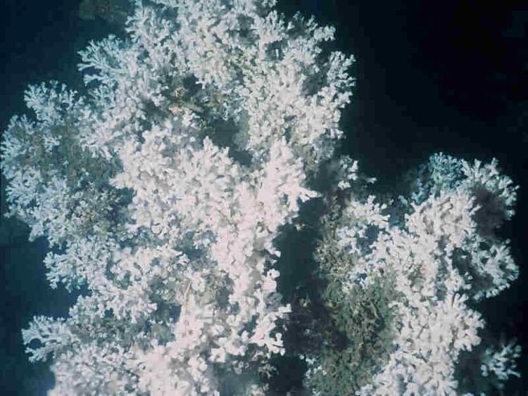 Lophelia MarLIN The Marine Life Information Network A cold water coral