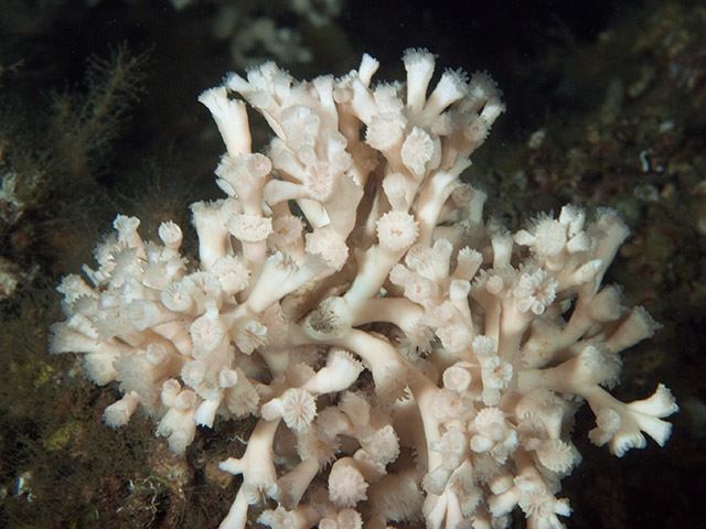 Lophelia Stony Coral Lophelia pertusa