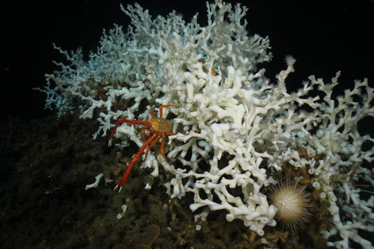 Lophelia Science Research Led in Gulf of Mexico by Penn State Biologist to be