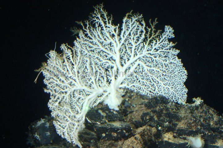 Lophelia Lophelia Reef Expedition Roatan Institute of Deepsea Exploration