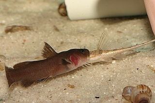 Lophiobagrus Lophiobagrus cyclurus Aquarium Advice Aquarium Forum Community