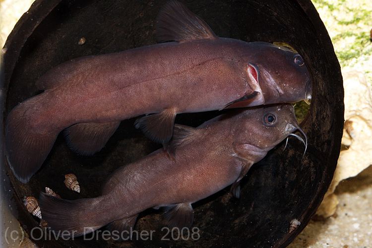 Lophiobagrus Lophiobagrus brevispinis Breeding tank PlanetCatfishcom