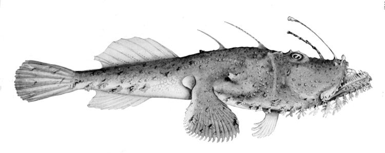 Lophiomus setigerus FileLophiomus setigerusjpg Wikimedia Commons