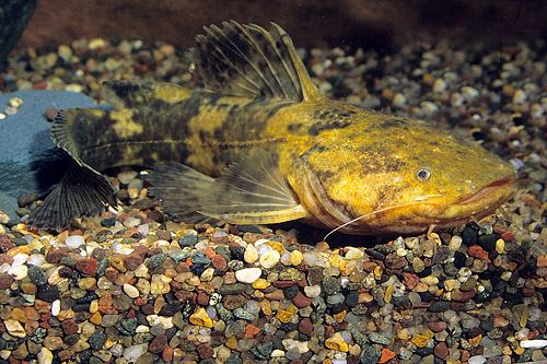 Lophiosilurus alexandri pacamao catfish lrg lophiosilurus alexandri Segrest Farms