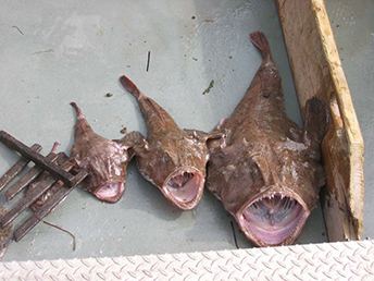 Lophius Monkfish