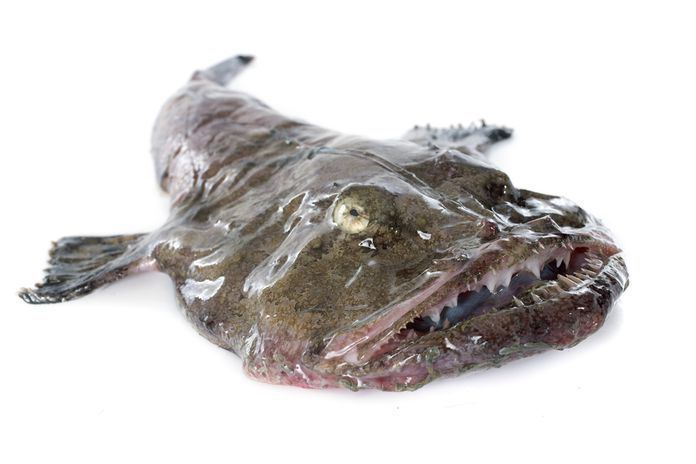 Lophius Monkfish 13 of the ugliest animals on the planet MNN Mother