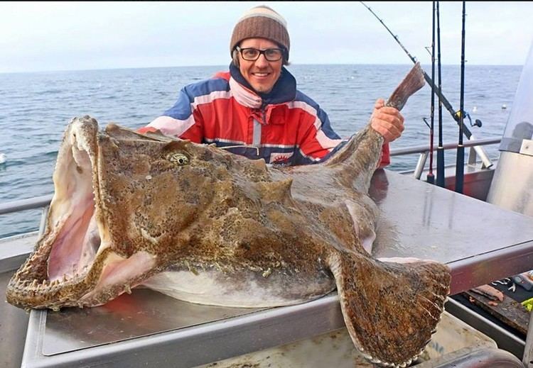 Lophius Big Fishes of the World ANGLER FISH MONKFISH Lophius piscatorius