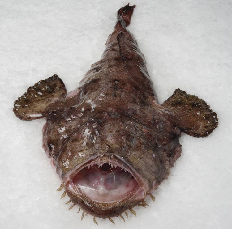 Lophius Monkfish Inland Seafood